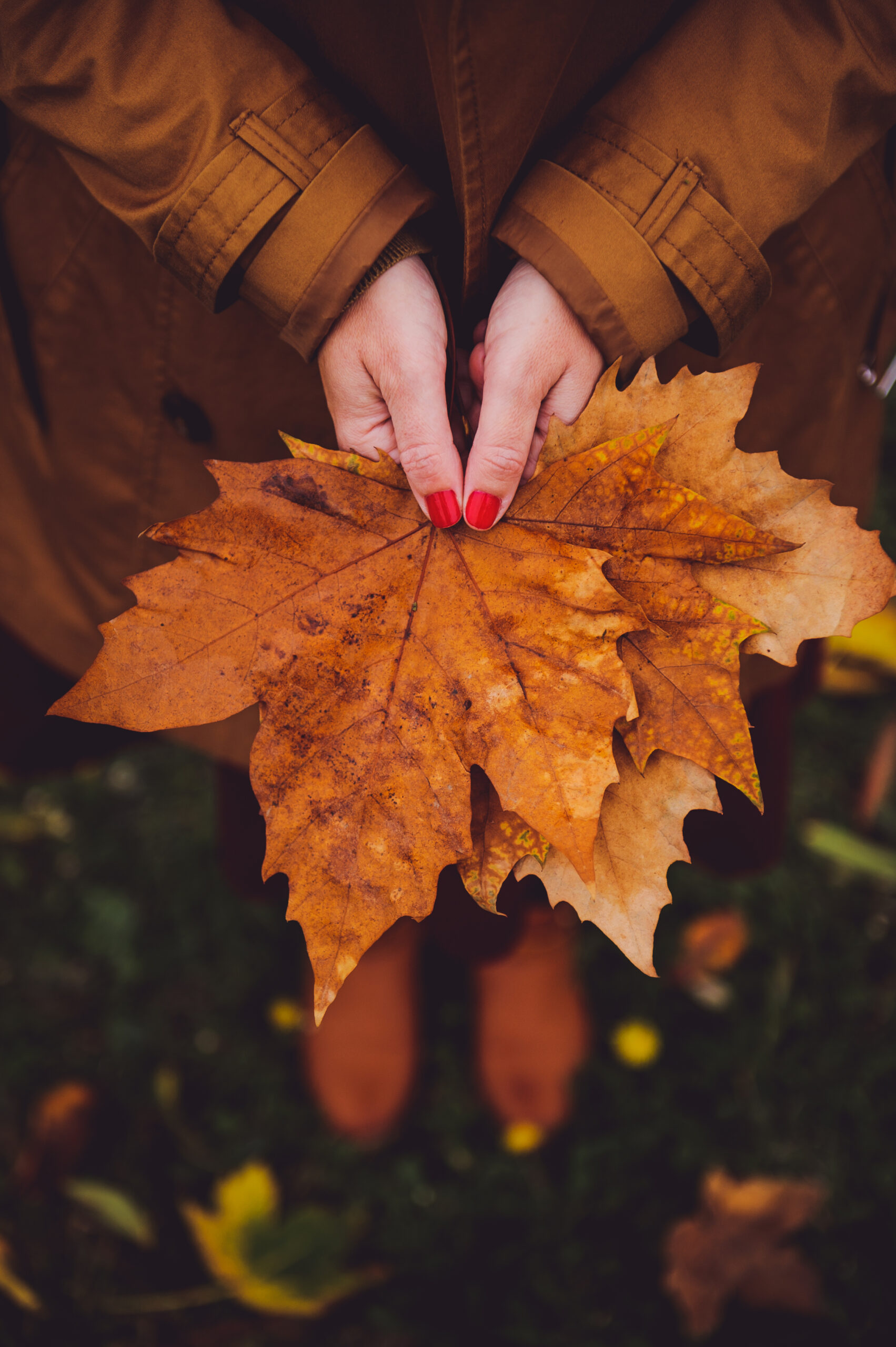 A vertical shot of a female with a red manicure wearing a brown coat holding autumn maple leaves