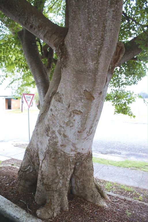 Celtis Sinensis tree Sydney