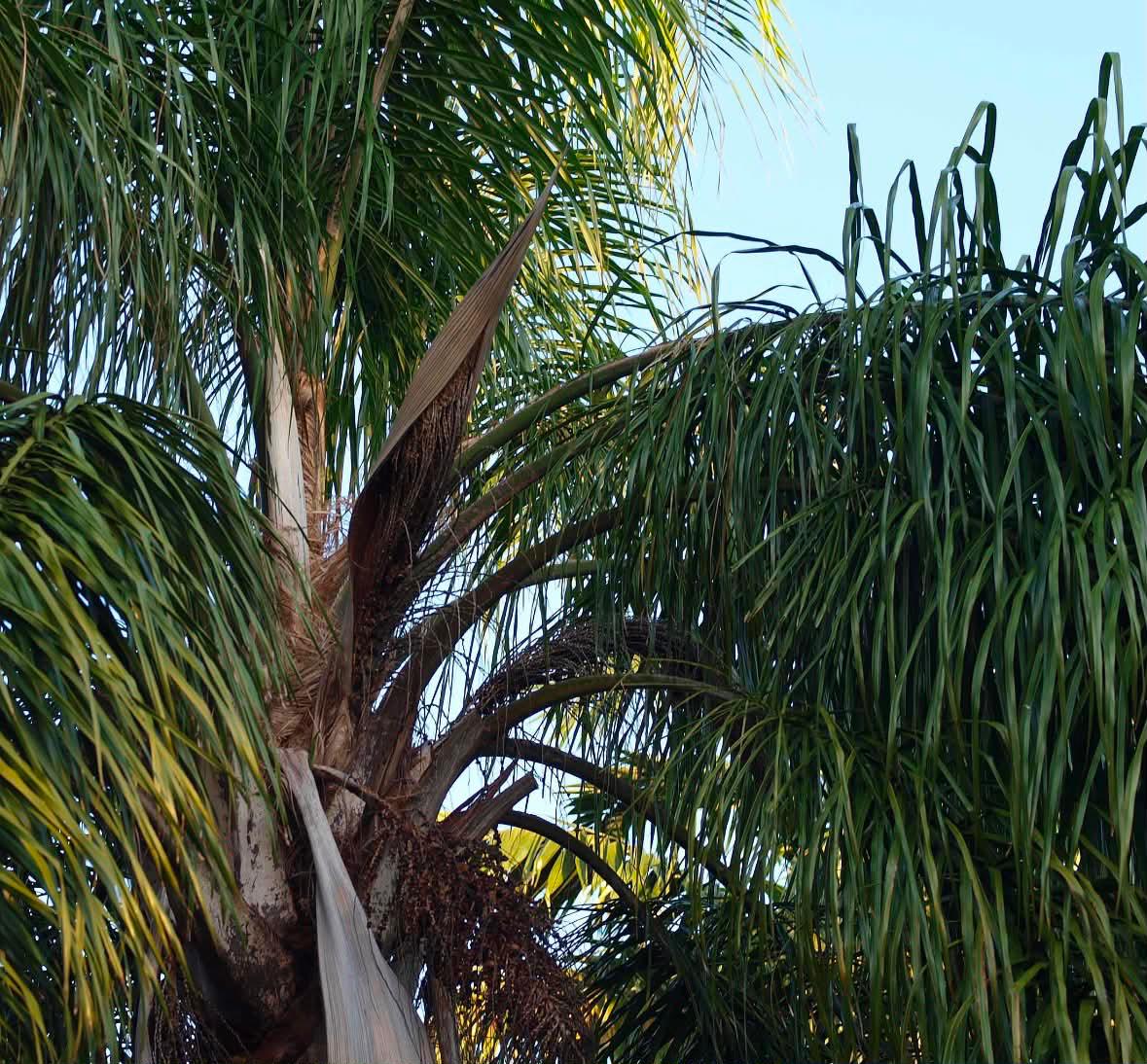 Cocos Palm Removal Bondi with close-up view of palm crown, fronds, and seed pods