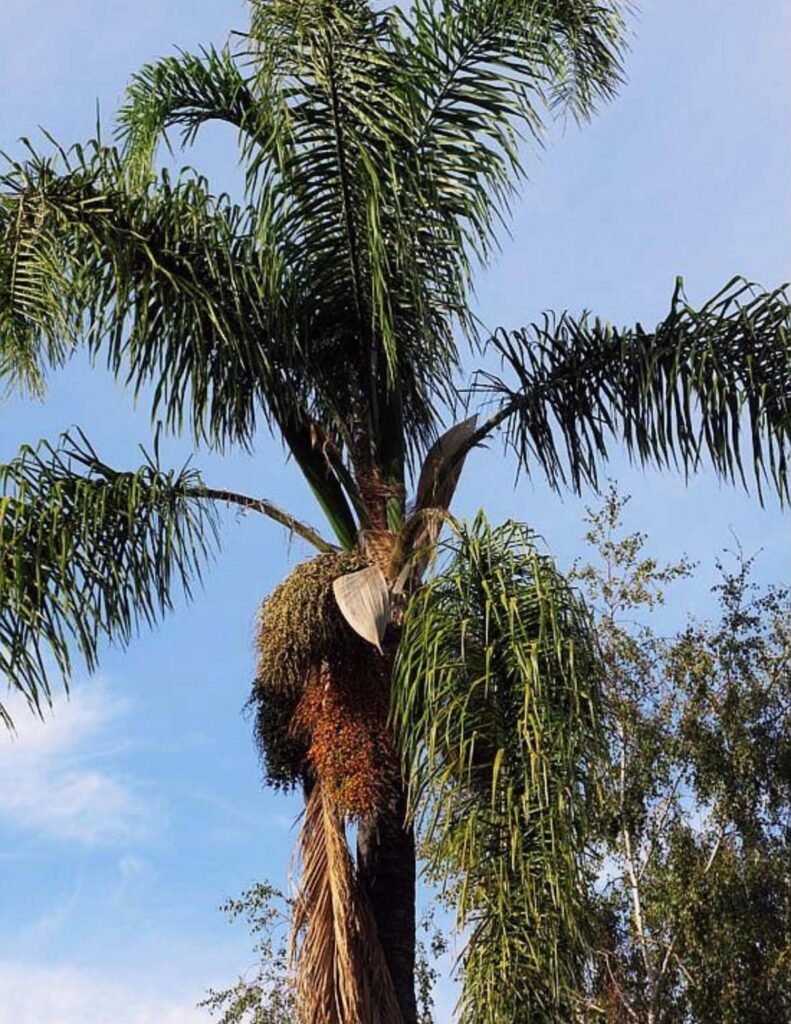 Cocos Palm Removal Bondi showing tall palm tree with fruit clusters and overgrown fronds before removal