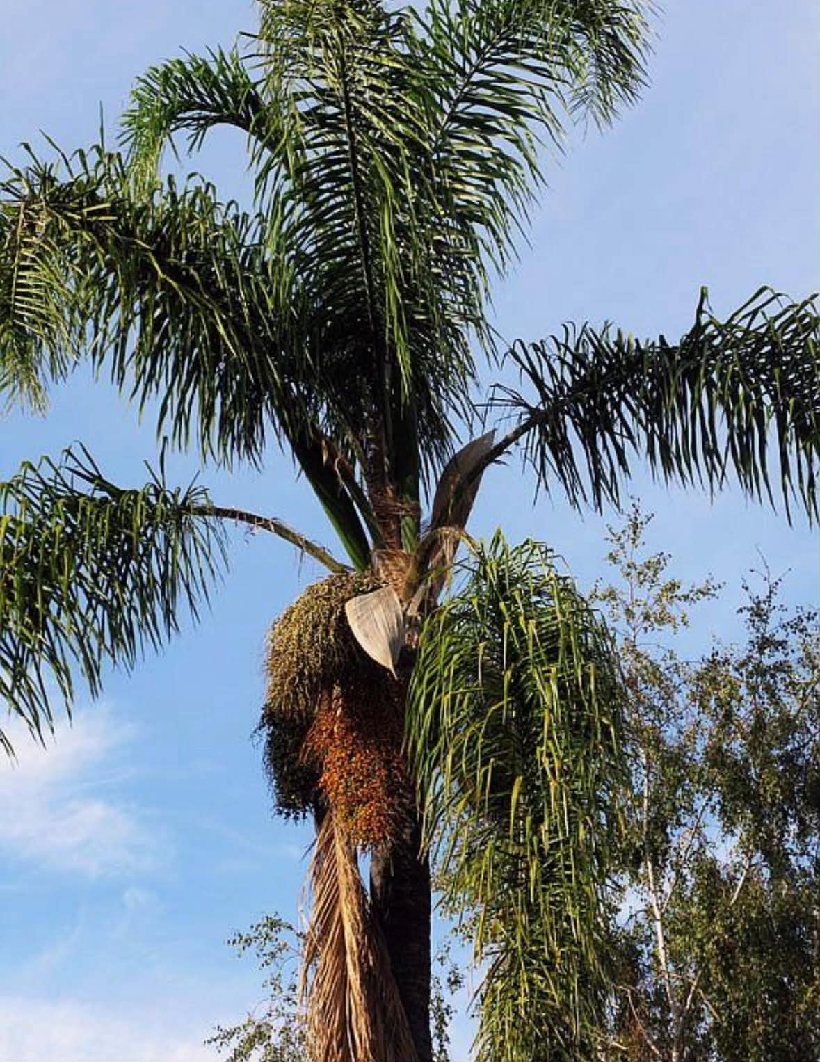 Cocos Palm Removal Bondi showing tall palm tree with fruit clusters and overgrown fronds before removal