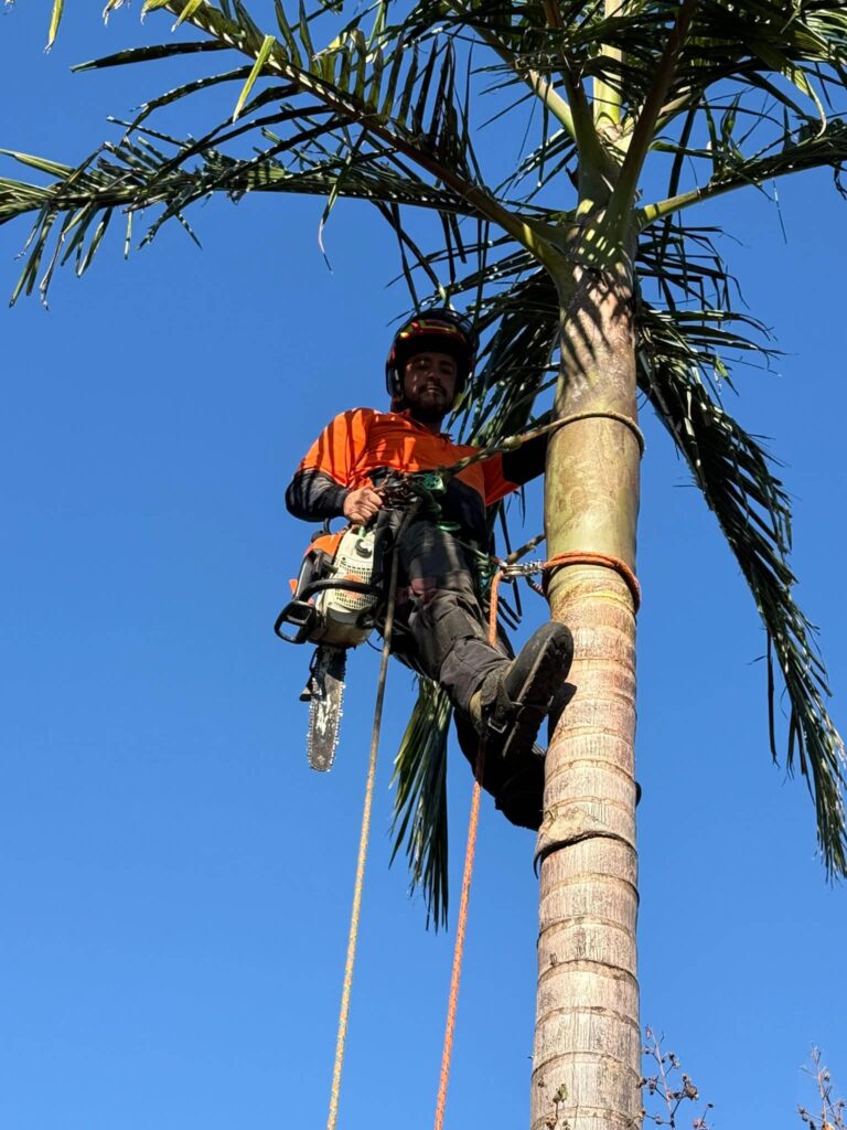 Cocos palm removal Coogee by professional arborist