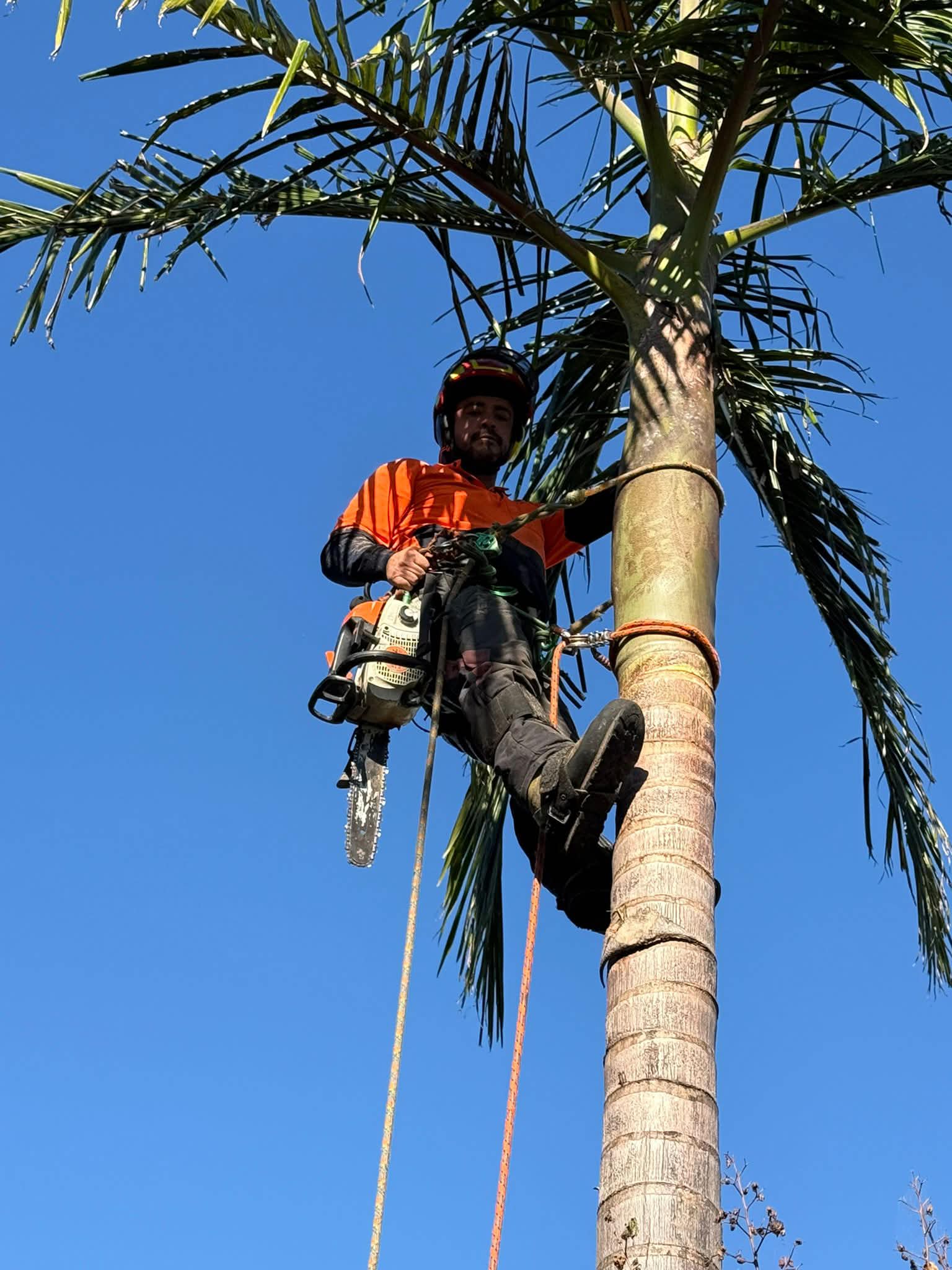 Cocos palm removal Coogee by professional arborist