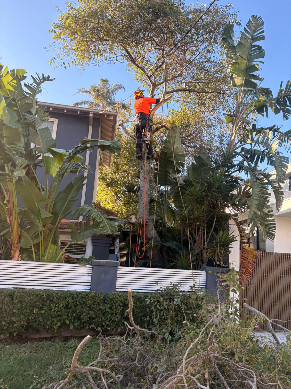 Tree removal Coogee NSW with arborist cutting branches safely