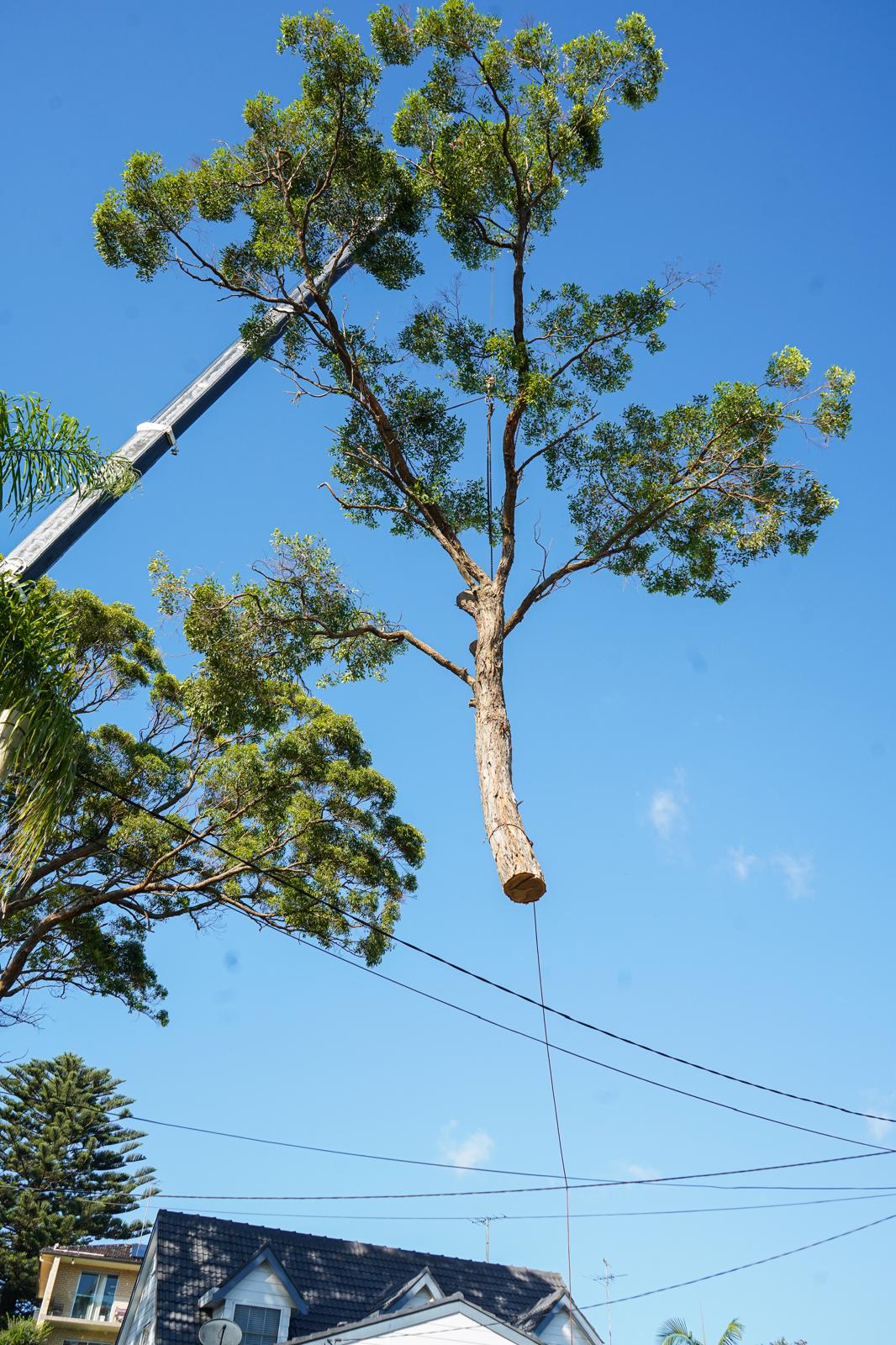 Crane-assisted tree removal Sydney