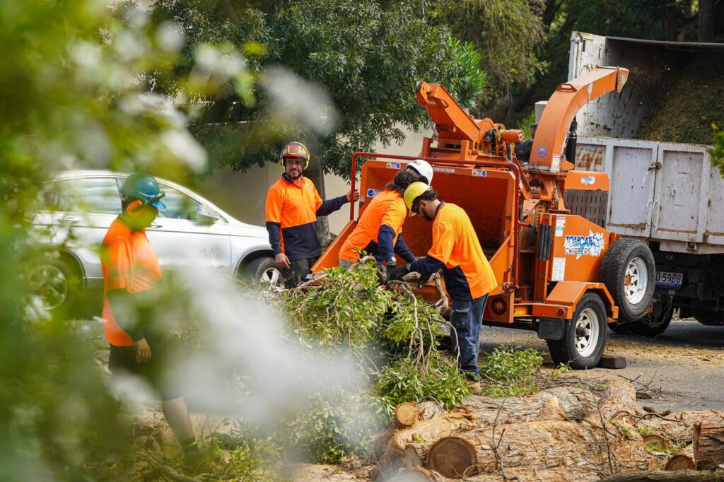 Arborist removing large eucalyptus tree