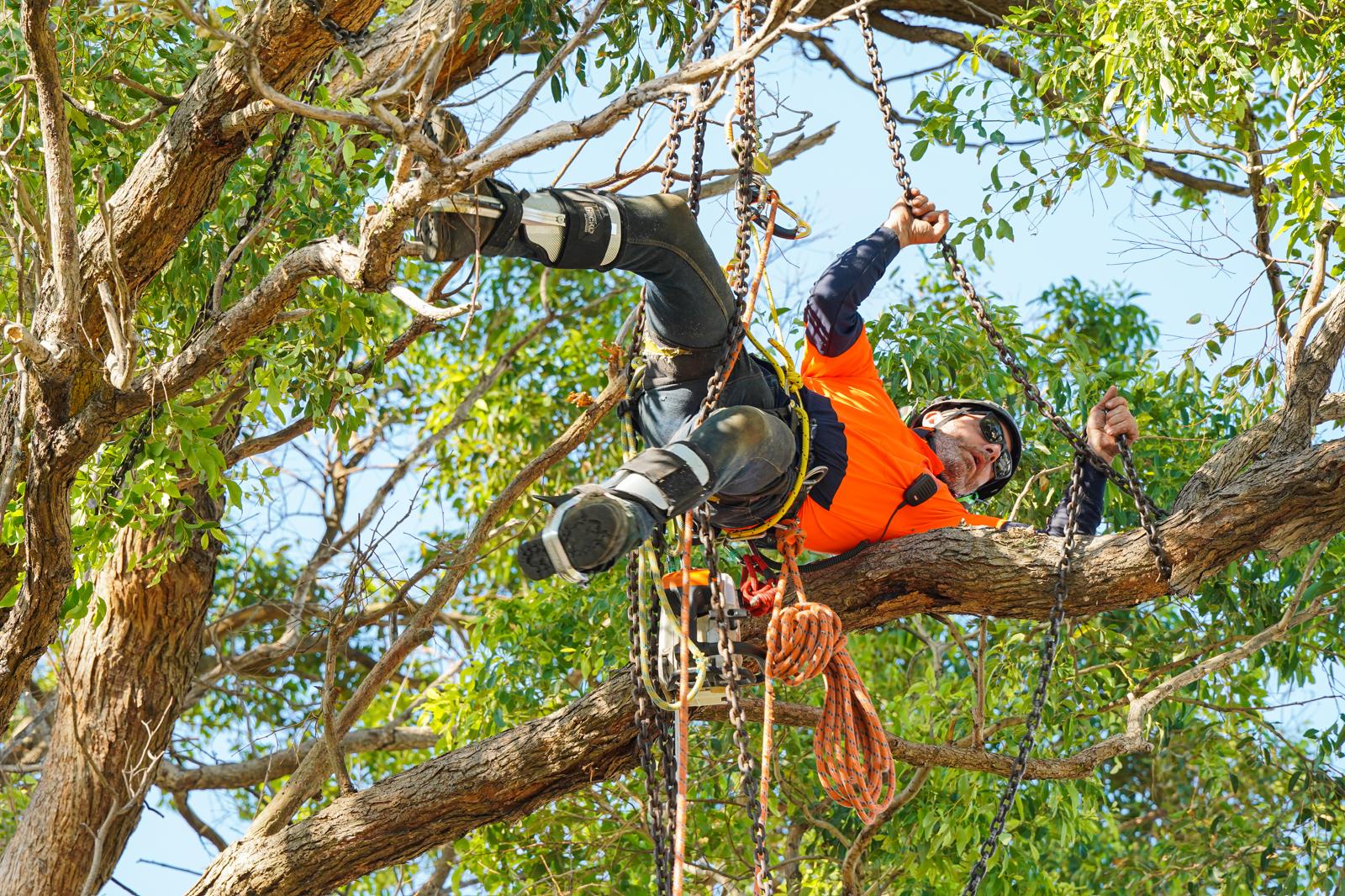 Large tree removal Maroubra NSW