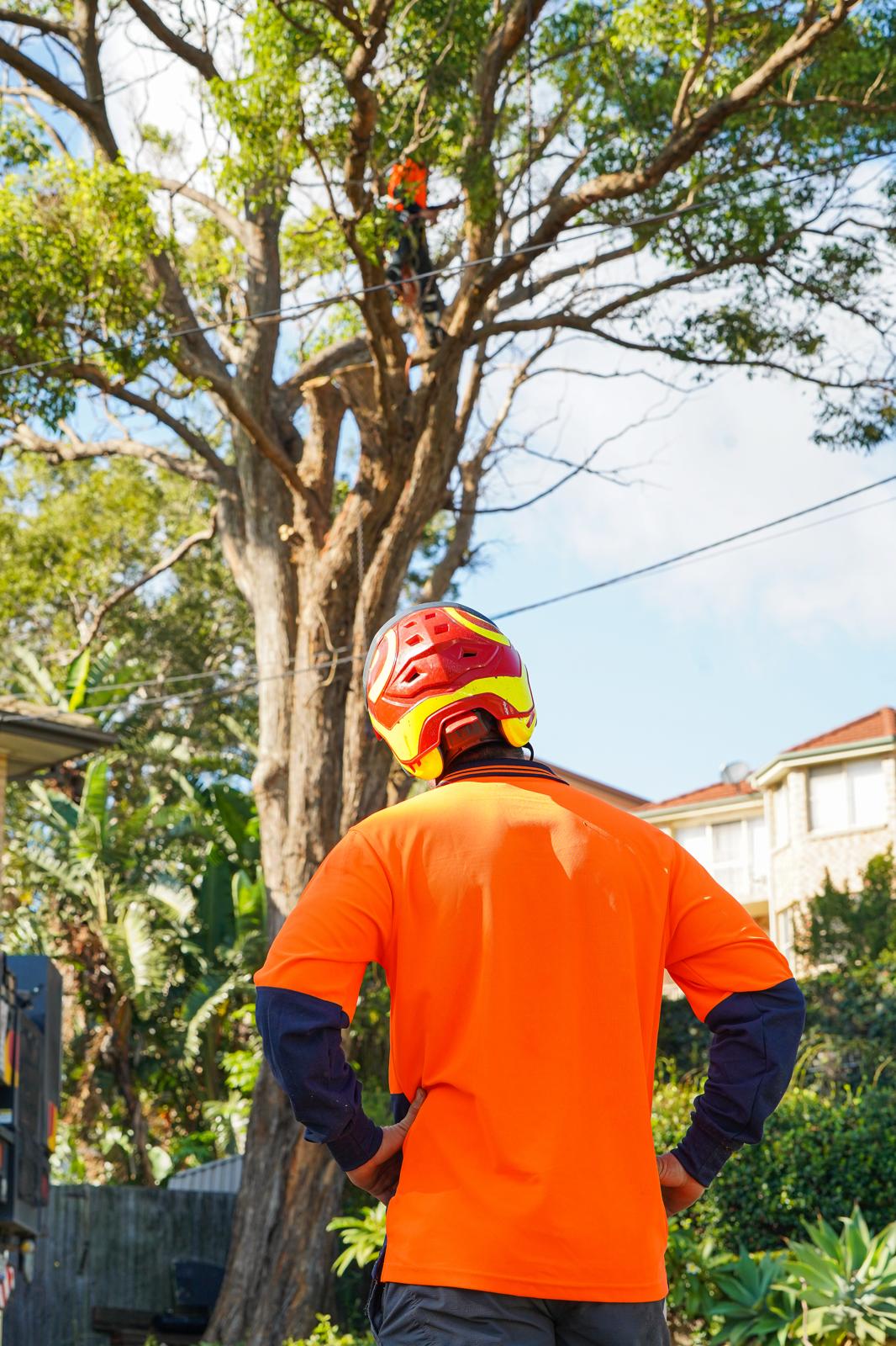 Swamp Mahogany tree removal