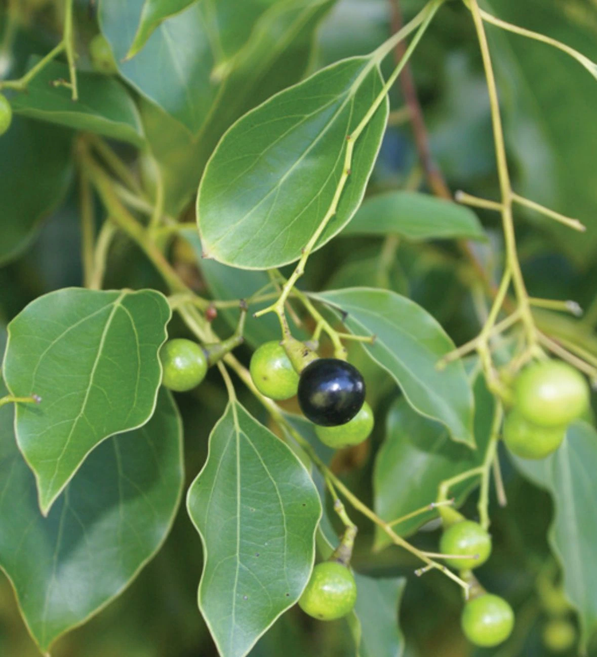 Camphor Laurel leaves and tree identification
