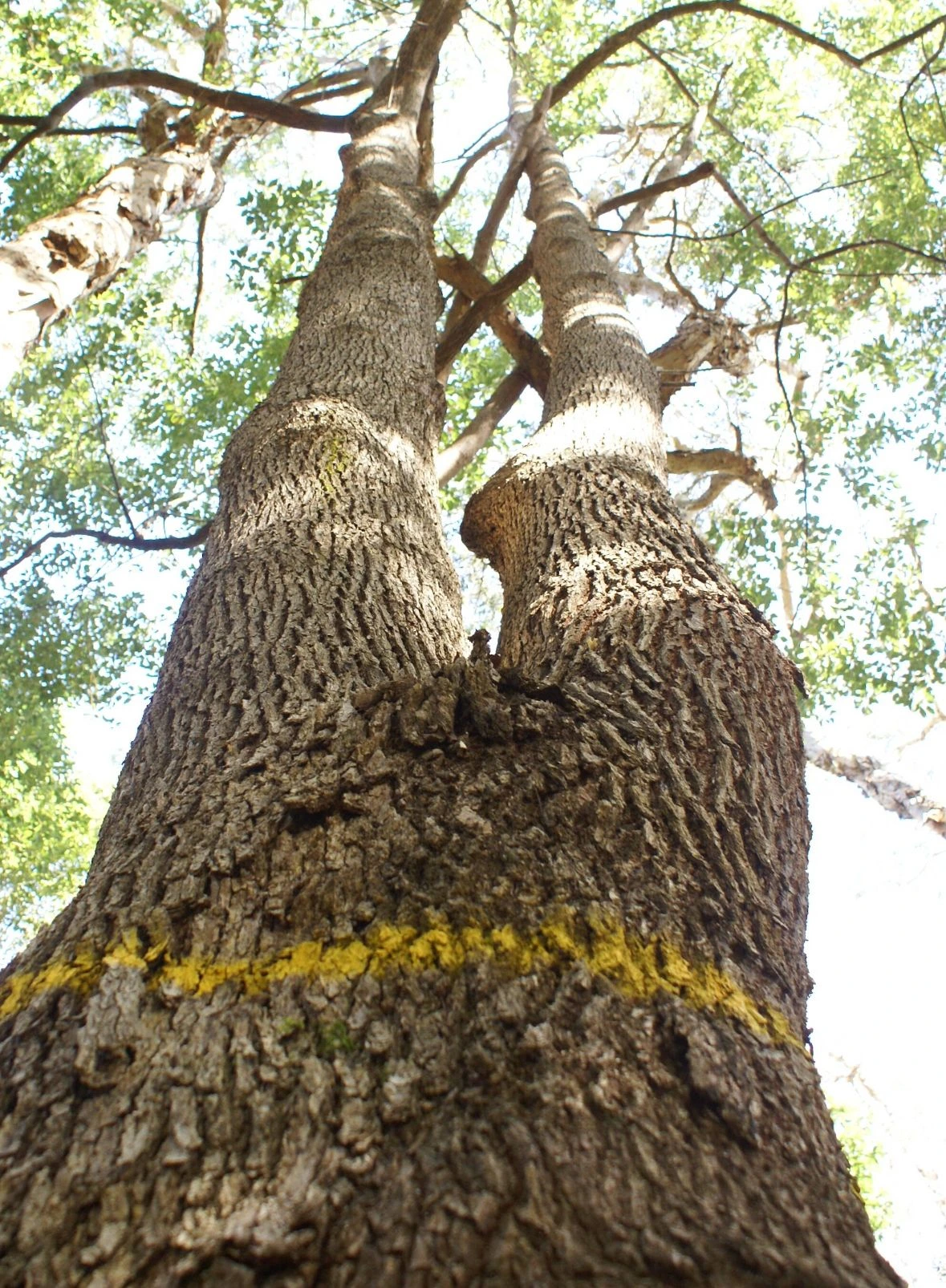 Mature Camphor Laurel tree in Sydney