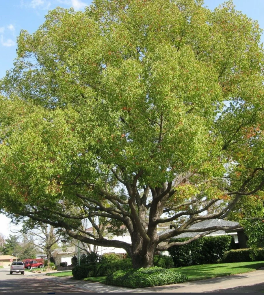 Professional Camphor Laurel tree removal in Sydney