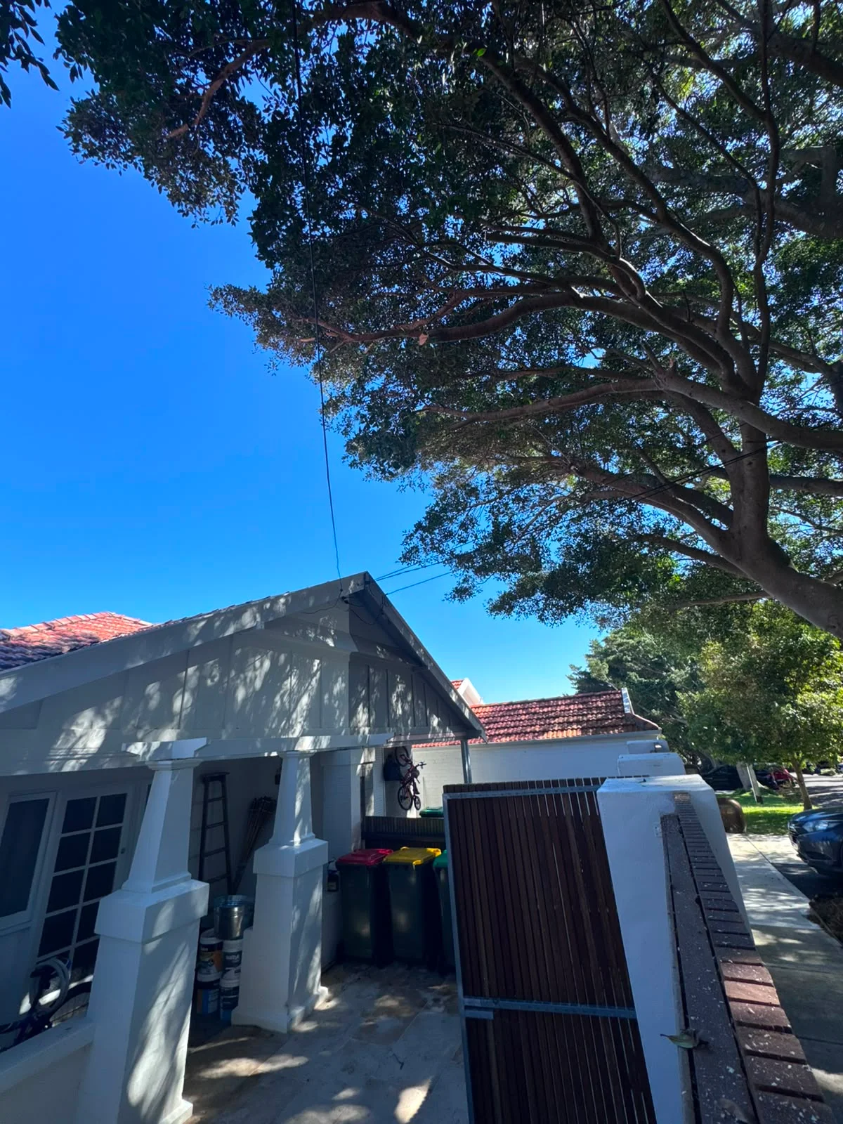 Neighbouring tree growing over a residential property in Sydney