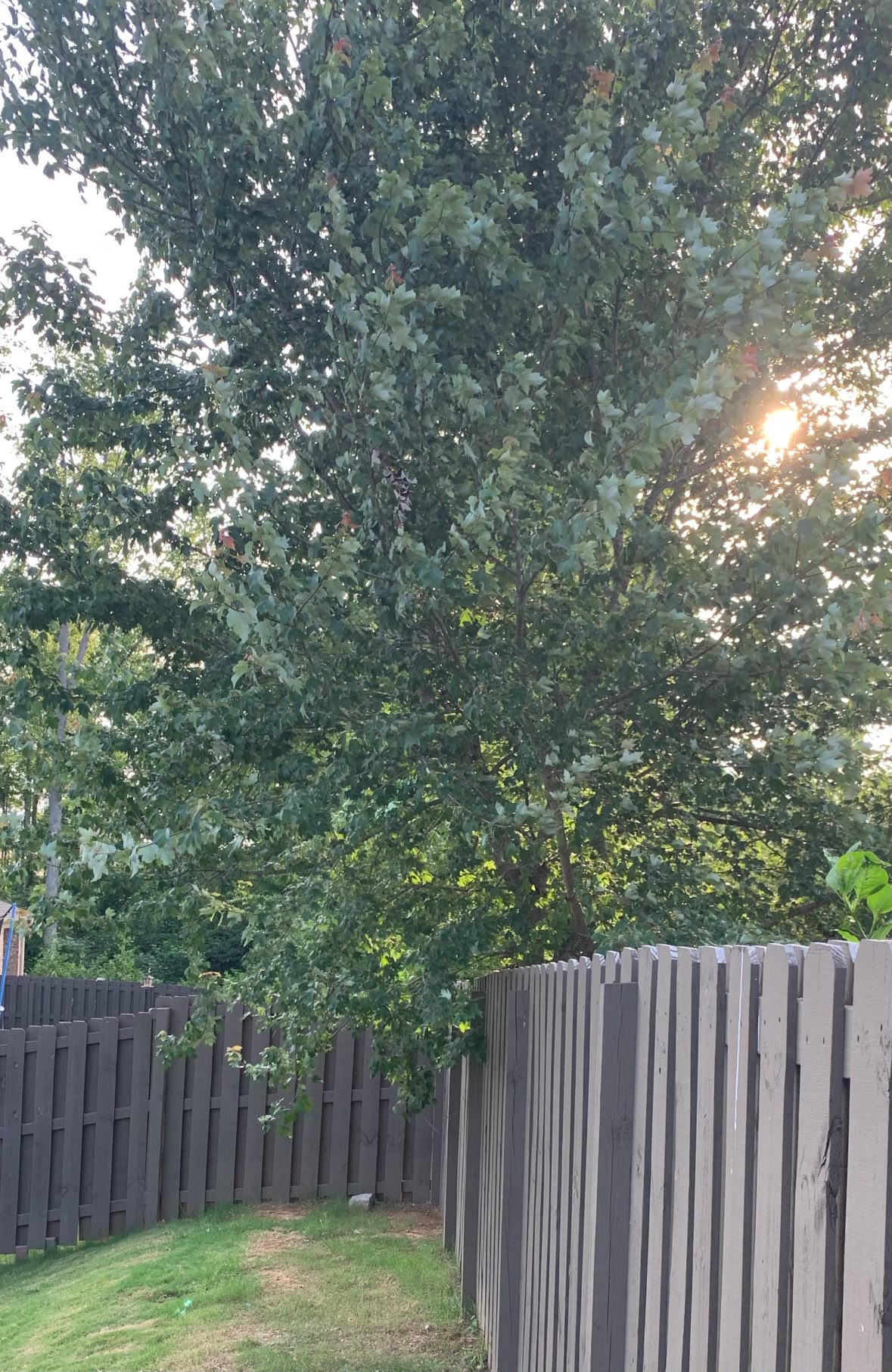 Tree branch growing against a timber boundary fence