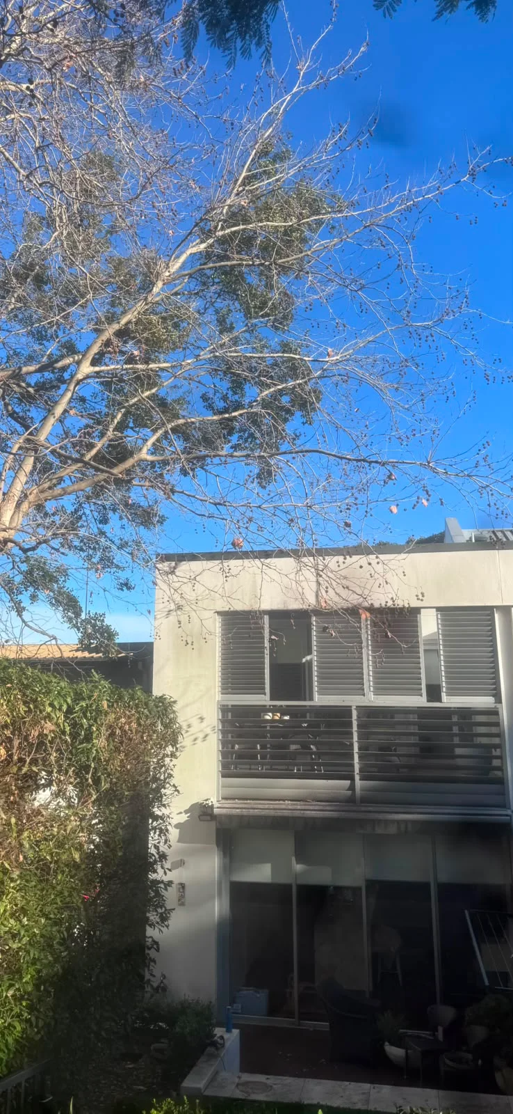 Neighbour’s tree overhanging a property in Sydney