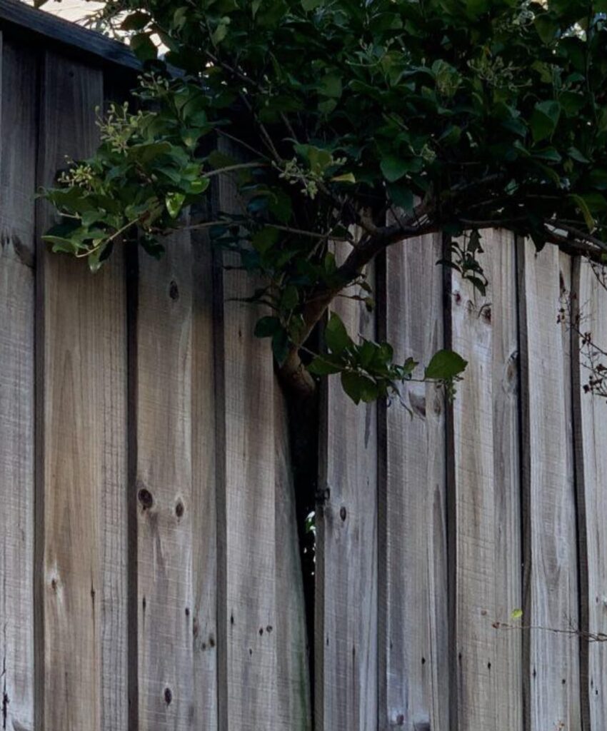 Tree growing against a residential boundary fence in Sydney