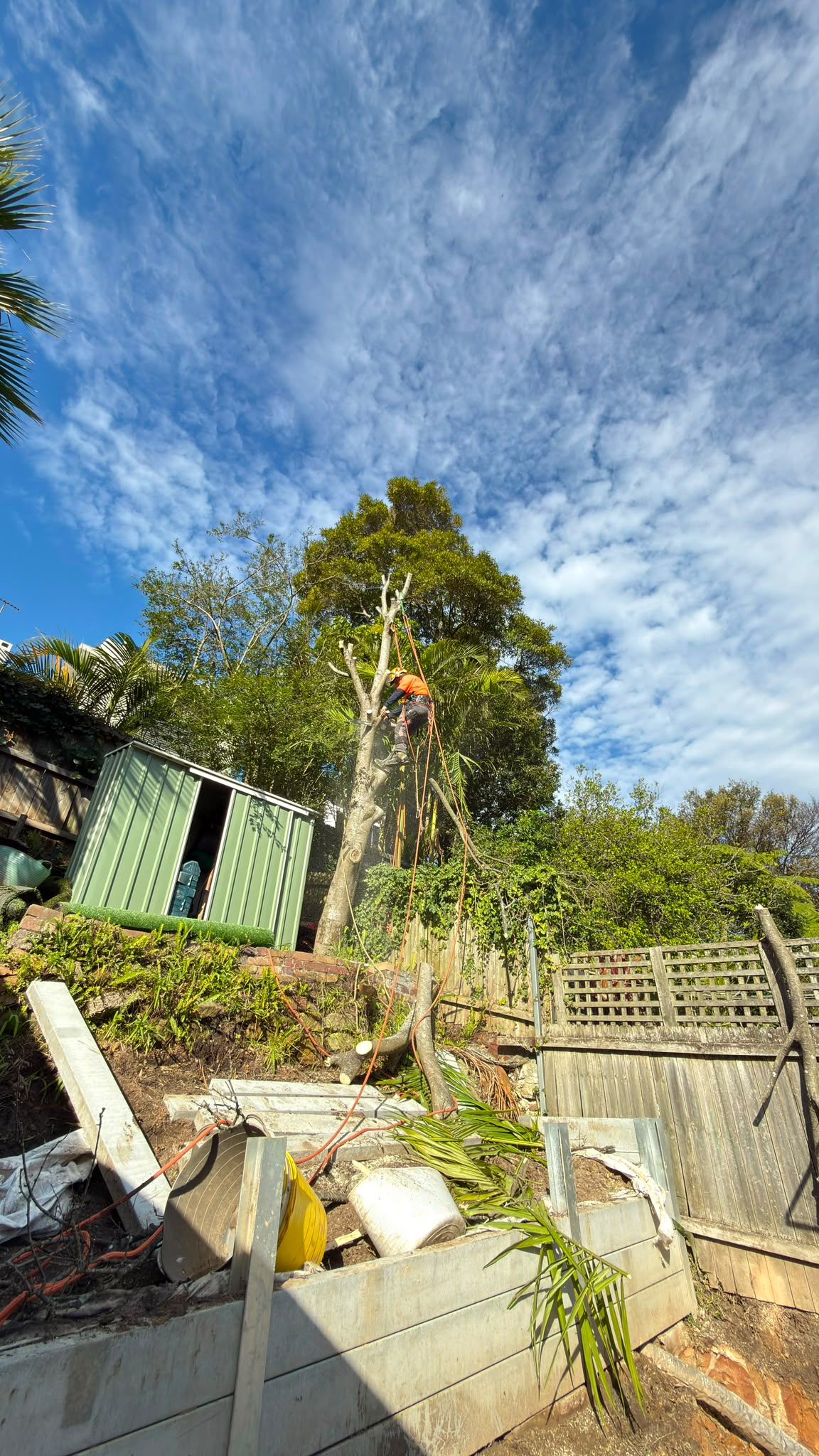 Arborist removing a Celtis weed tree on a steep backyard slope in Coogee