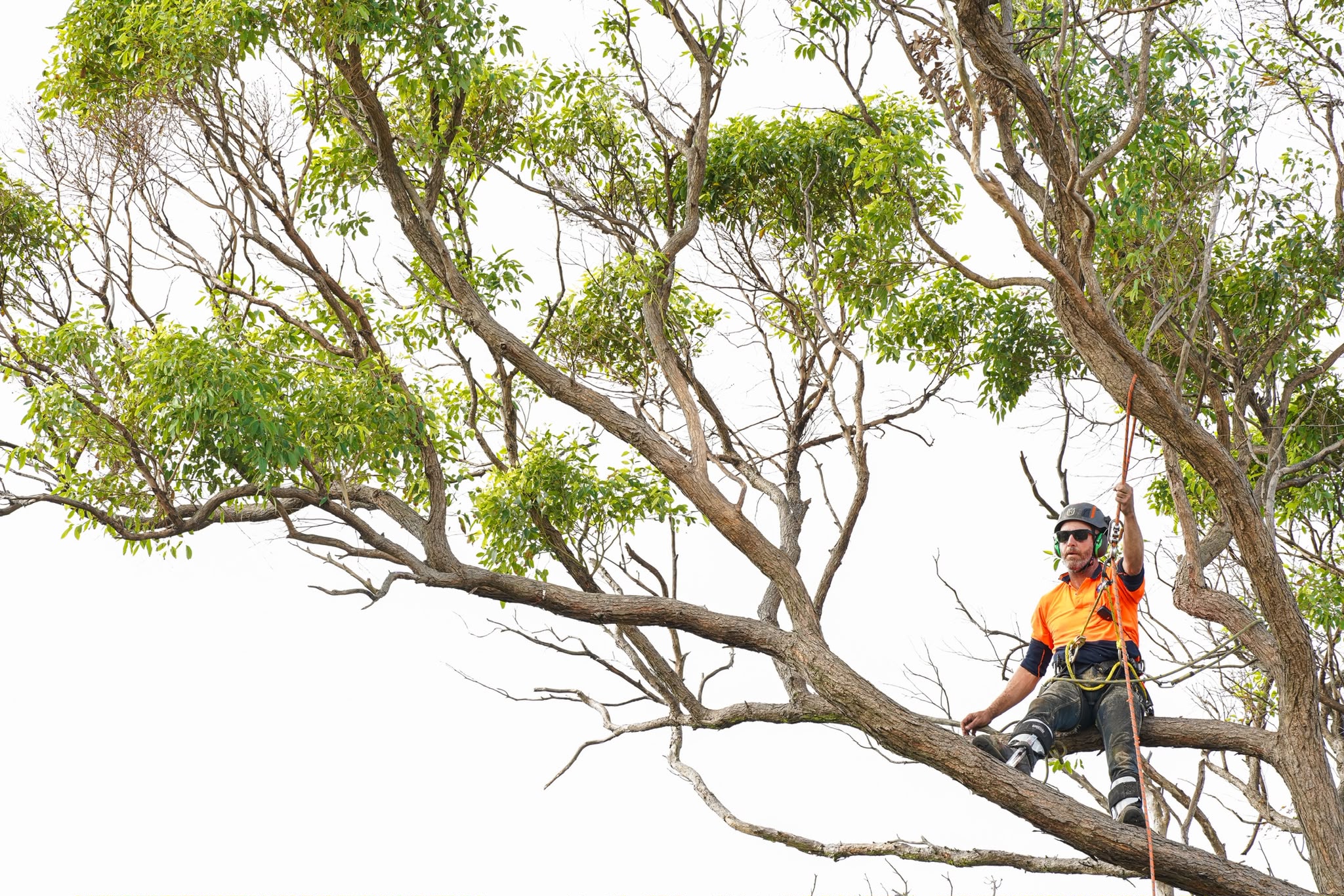Professional tree pruning to reduce hazardous branches before strong winds in Sydney