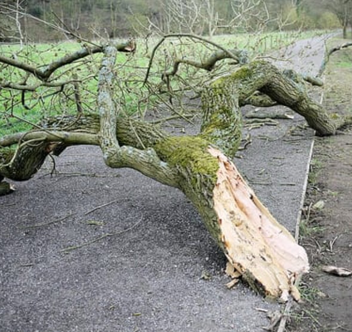 Close-up of a broken tree branch lying on the ground