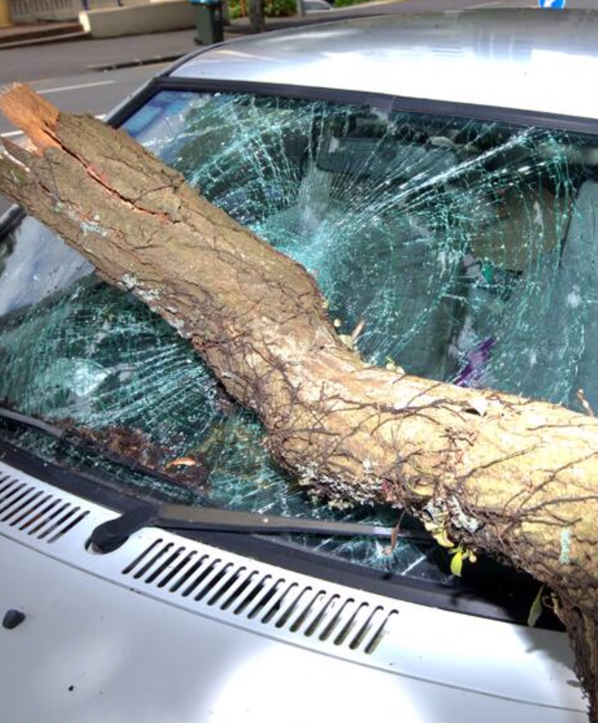 Large fallen tree branch across a damaged car windscreen