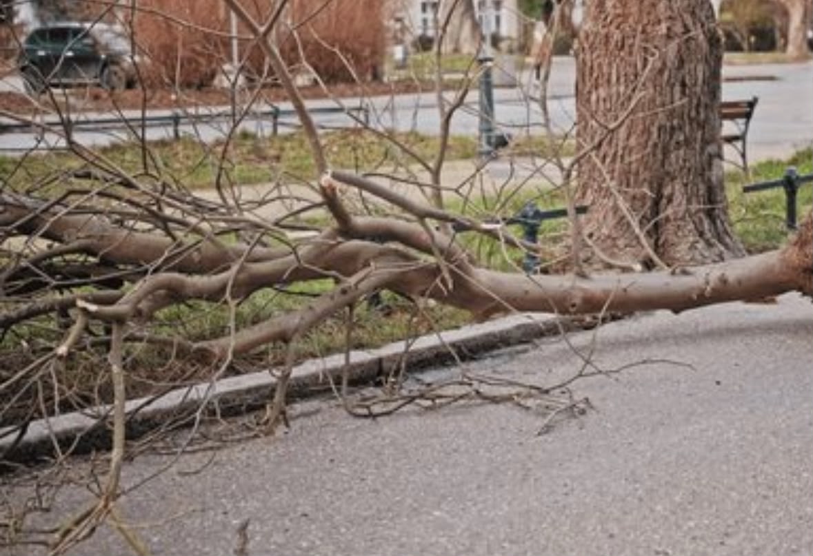 Large fallen tree branch lying across a road