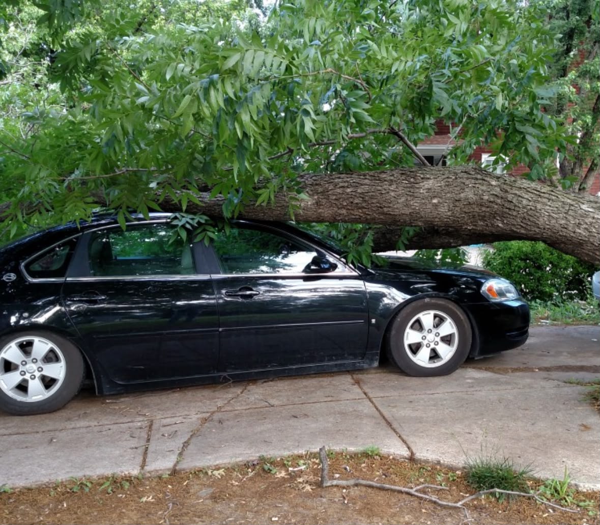 Large tree limb resting on a parked car
