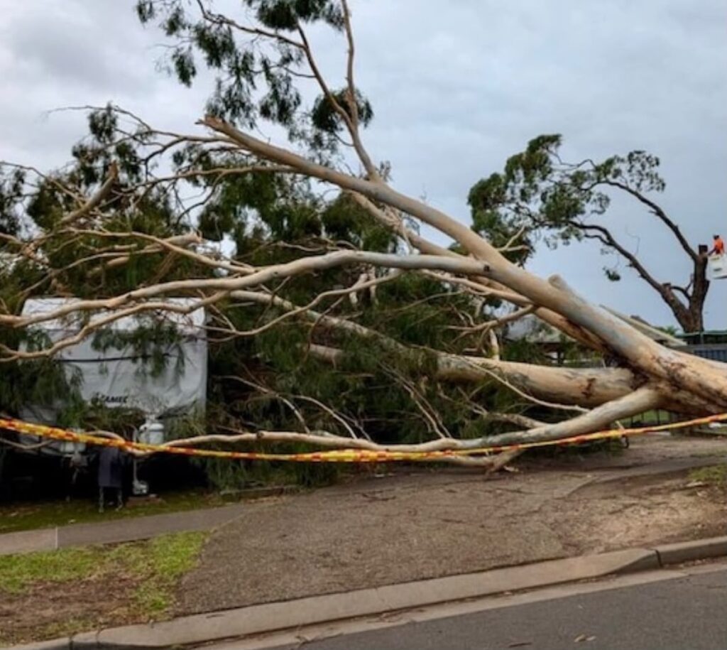 Large fallen tree branches across a residential property
